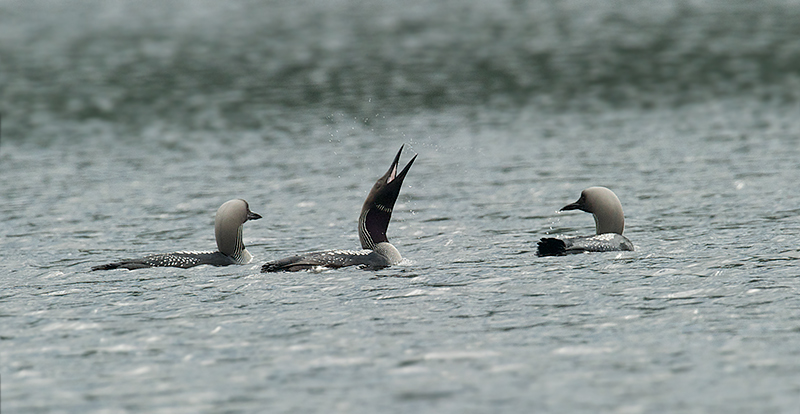 Storlom - Black-throated Loon (Gavia arctika) ad .jpg